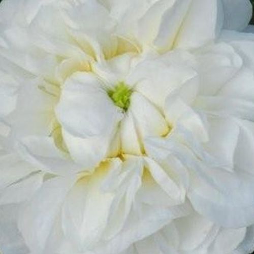 Róże ogrodowe - róża damasceńska - biały  - Rosa  Botzaris - róża z intensywnym zapachem - M. Robert - Jest kombinacją silnego zapachu damaszkowego oraz dekoratywnych kremowo-białych kwiatów.